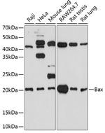 BAX Antibody in Western Blot (WB)