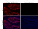 cIAP1 Antibody in Immunohistochemistry (Paraffin) (IHC (P))