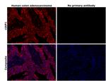 cIAP1 Antibody in Immunohistochemistry (Paraffin) (IHC (P))