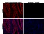 cIAP1 Antibody in Immunohistochemistry (Paraffin) (IHC (P))