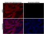 cIAP1 Antibody in Immunohistochemistry (Paraffin) (IHC (P))