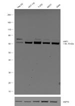 cIAP1 Antibody in Western Blot (WB)