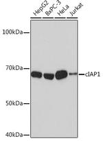 cIAP1 Antibody in Western Blot (WB)