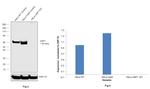 cIAP1 Antibody in Western Blot (WB)