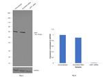 cIAP1 Antibody in Western Blot (WB)