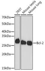 BCL-2 Antibody in Western Blot (WB)