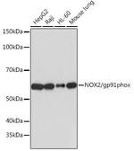 NOX2 Antibody in Western Blot (WB)