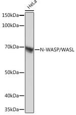 N-WASP Antibody in Western Blot (WB)