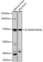 N-WASP Antibody in Western Blot (WB)