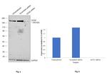 GCN2 Antibody in Western Blot (WB)