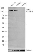 GCN2 Antibody in Western Blot (WB)