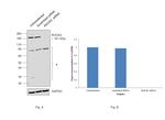 ROCK2 Antibody in Western Blot (WB)