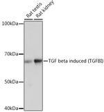 TGFBI Antibody in Western Blot (WB)