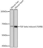 TGFBI Antibody in Western Blot (WB)