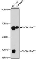 SLC7A11 Antibody in Western Blot (WB)