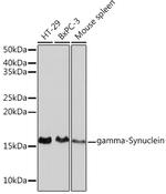 gamma Synuclein Antibody in Western Blot (WB)