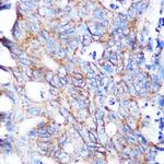 Flotillin 1 Antibody in Immunohistochemistry (Paraffin) (IHC (P))