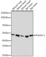 Flotillin 1 Antibody in Western Blot (WB)