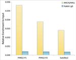 RPA70 Antibody in ChIP Assay (ChIP)