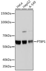 PTBP1 Antibody in Western Blot (WB)