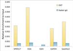 OGT Antibody in ChIP Assay (ChIP)