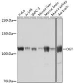 OGT Antibody in Western Blot (WB)