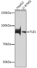 TLE1 Antibody in Western Blot (WB)