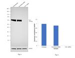 TLE1 Antibody in Western Blot (WB)