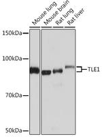 TLE1 Antibody in Western Blot (WB)