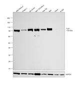 TLE1 Antibody in Western Blot (WB)