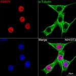 RbAp48 Antibody in Immunocytochemistry (ICC/IF)