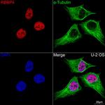 RbAp48 Antibody in Immunocytochemistry (ICC/IF)