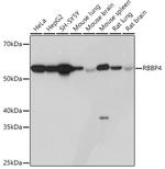 RbAp48 Antibody in Western Blot (WB)