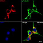 PUMA alpha Antibody in Immunocytochemistry (ICC/IF)