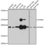 PUMA alpha Antibody in Western Blot (WB)