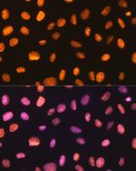 NONO Antibody in Immunocytochemistry (ICC/IF)