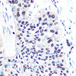 NONO Antibody in Immunohistochemistry (Paraffin) (IHC (P))