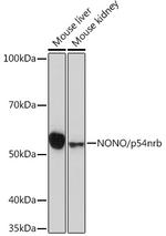 NONO Antibody in Western Blot (WB)