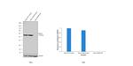 NONO Antibody in Western Blot (WB)