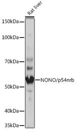 NONO Antibody in Western Blot (WB)