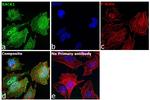 RACK1 Antibody in Immunocytochemistry (ICC/IF)