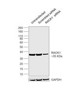 RACK1 Antibody in Western Blot (WB)