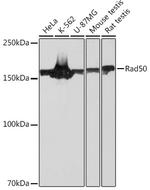 RAD50 Antibody in Western Blot (WB)