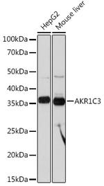 AKR1C3 Antibody in Western Blot (WB)