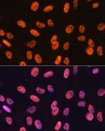 SAM68 Antibody in Immunocytochemistry (ICC/IF)