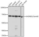 SAM68 Antibody in Western Blot (WB)