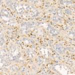 FGF21 Antibody in Immunohistochemistry (Paraffin) (IHC (P))