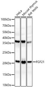 FGF21 Antibody in Western Blot (WB)