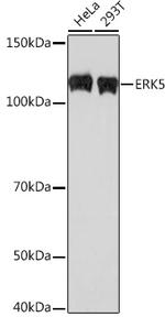 ERK5 Antibody in Western Blot (WB)