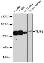 TRAP1 Antibody in Western Blot (WB)